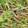 Rufus Grasshopper (Gomphocerippus rufus)  Alan Prowse